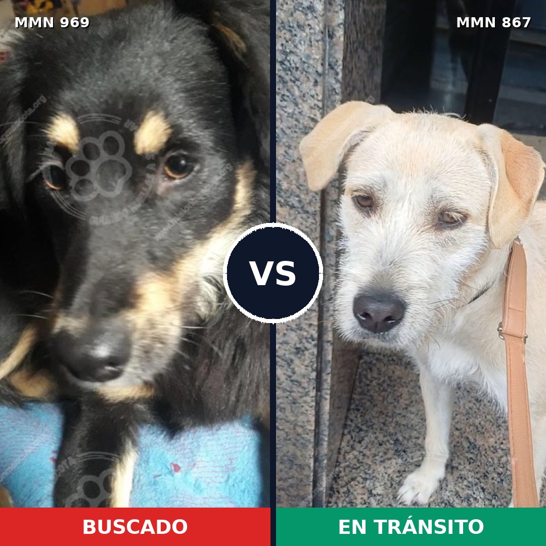 Comparativa MMS 15368: mascota perdida y mascota encontrada, 48% de similitud