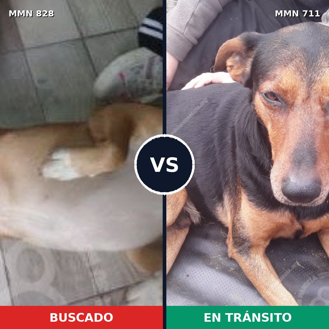 Comparativa MMS 15369: mascota perdida y mascota encontrada, 52% de similitud