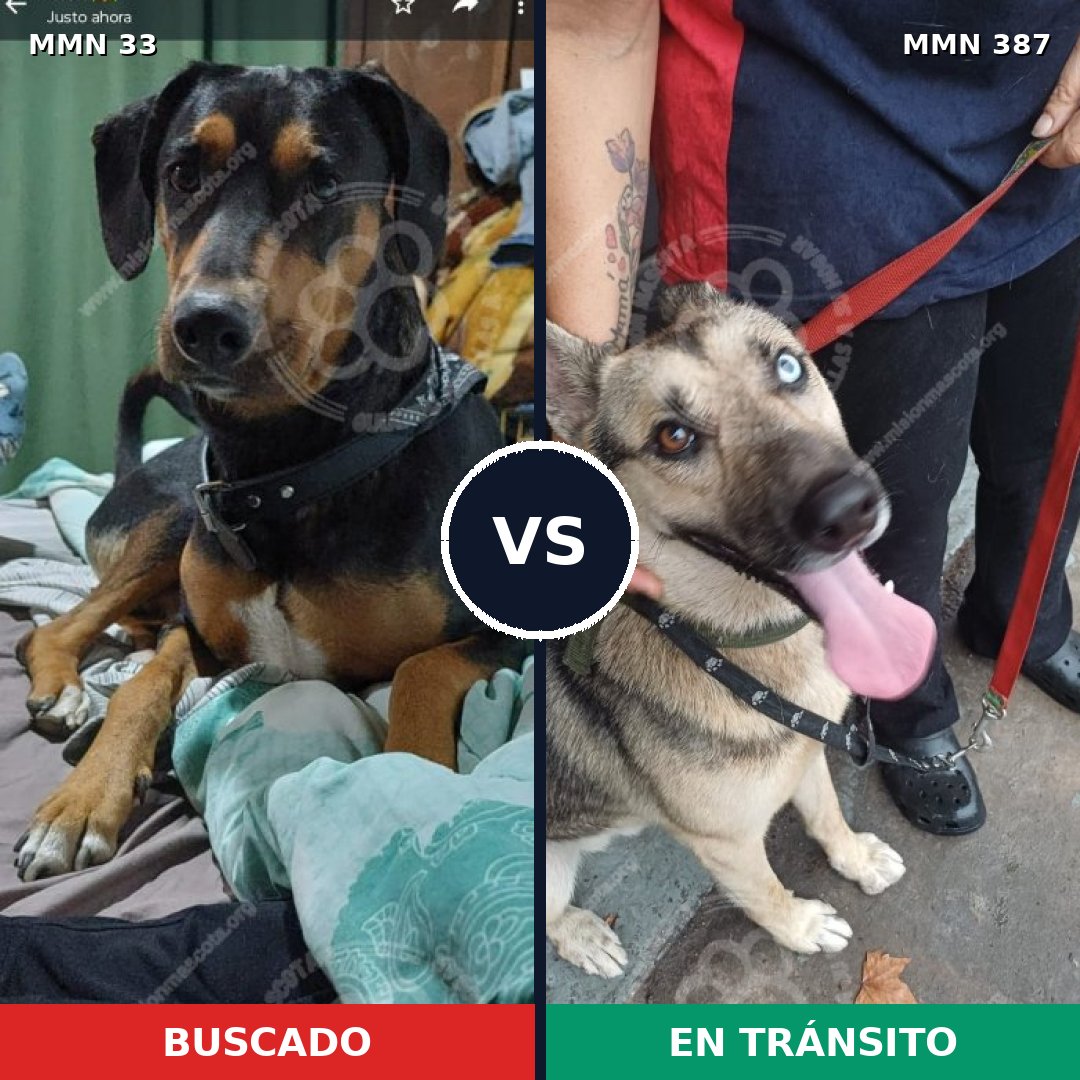 Comparativa MMS 1537: mascota perdida y mascota encontrada, 33% de similitud