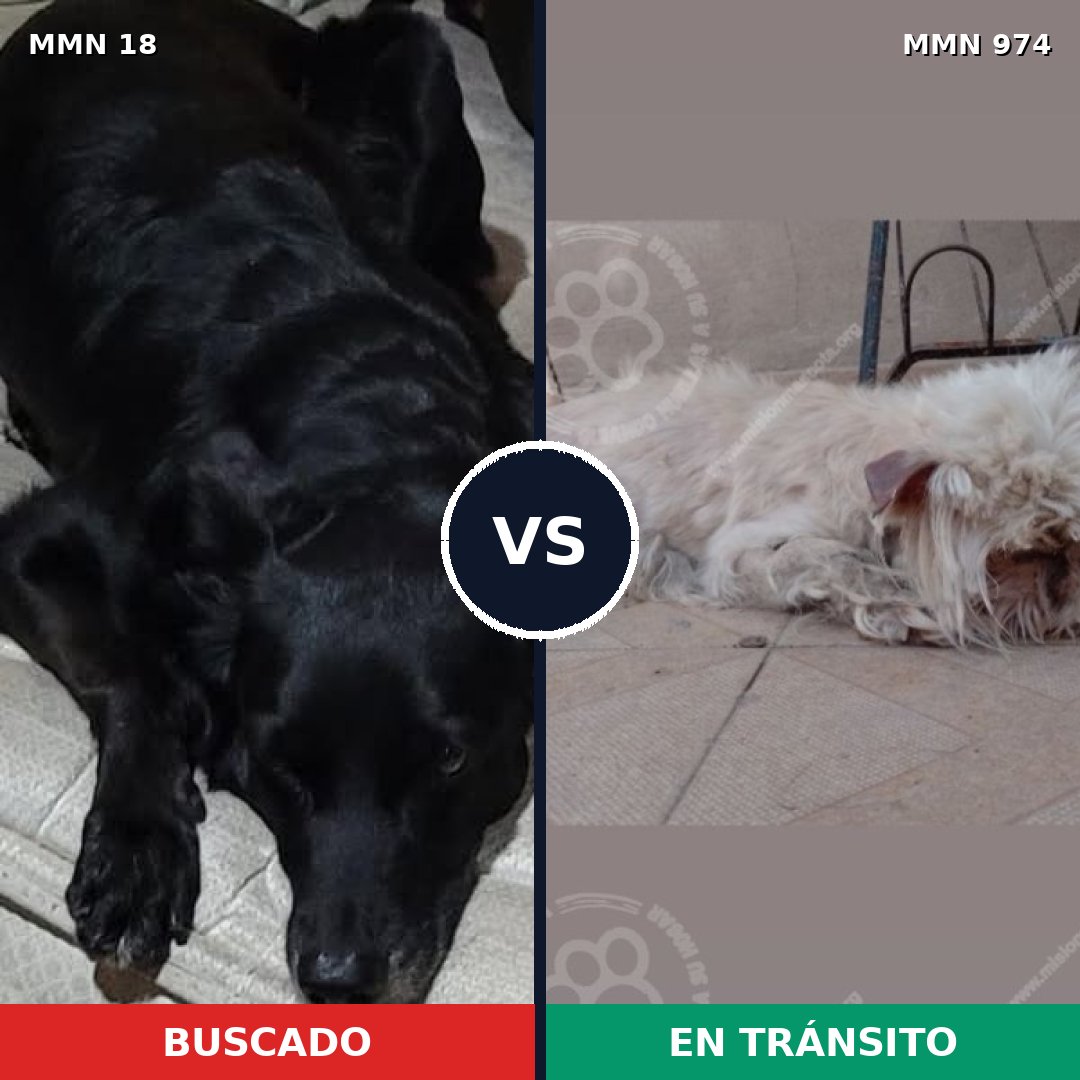 Comparativa MMS 15370: mascota perdida y mascota encontrada, 34% de similitud