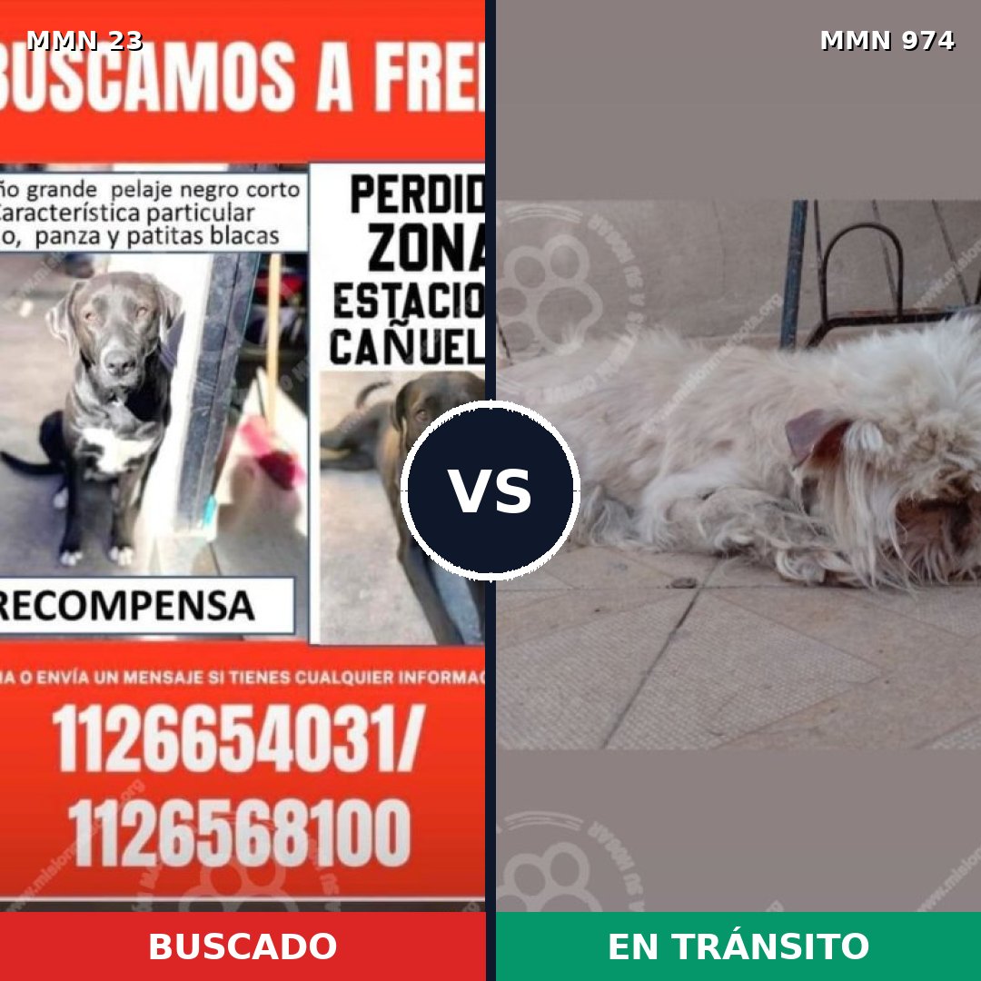 Comparativa MMS 15372: mascota perdida y mascota encontrada, 34% de similitud