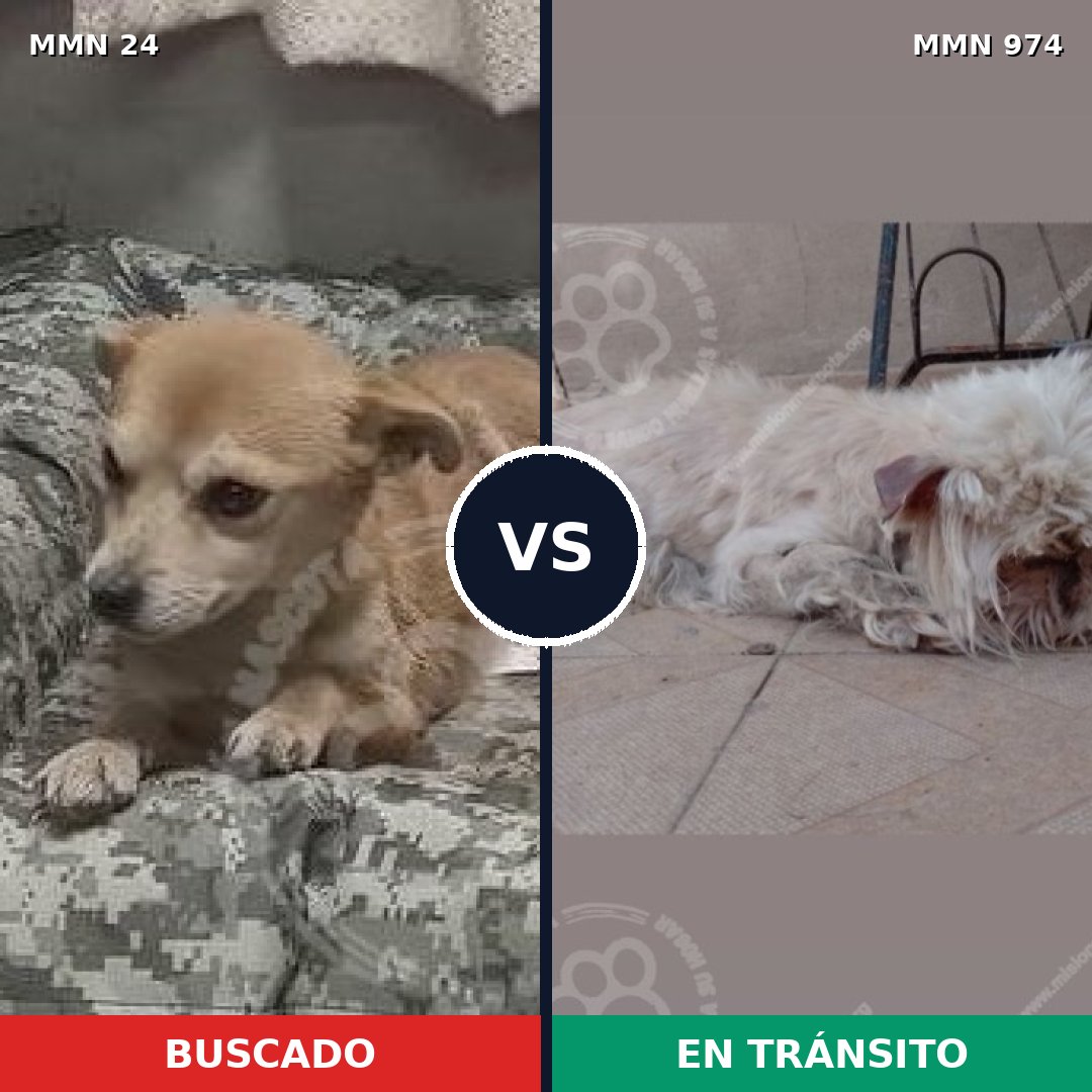 Comparativa MMS 15373: mascota perdida y mascota encontrada, 43% de similitud