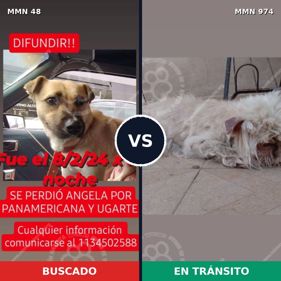 Comparativa MMS 15378: mascota perdida y mascota encontrada, 28% de similitud
