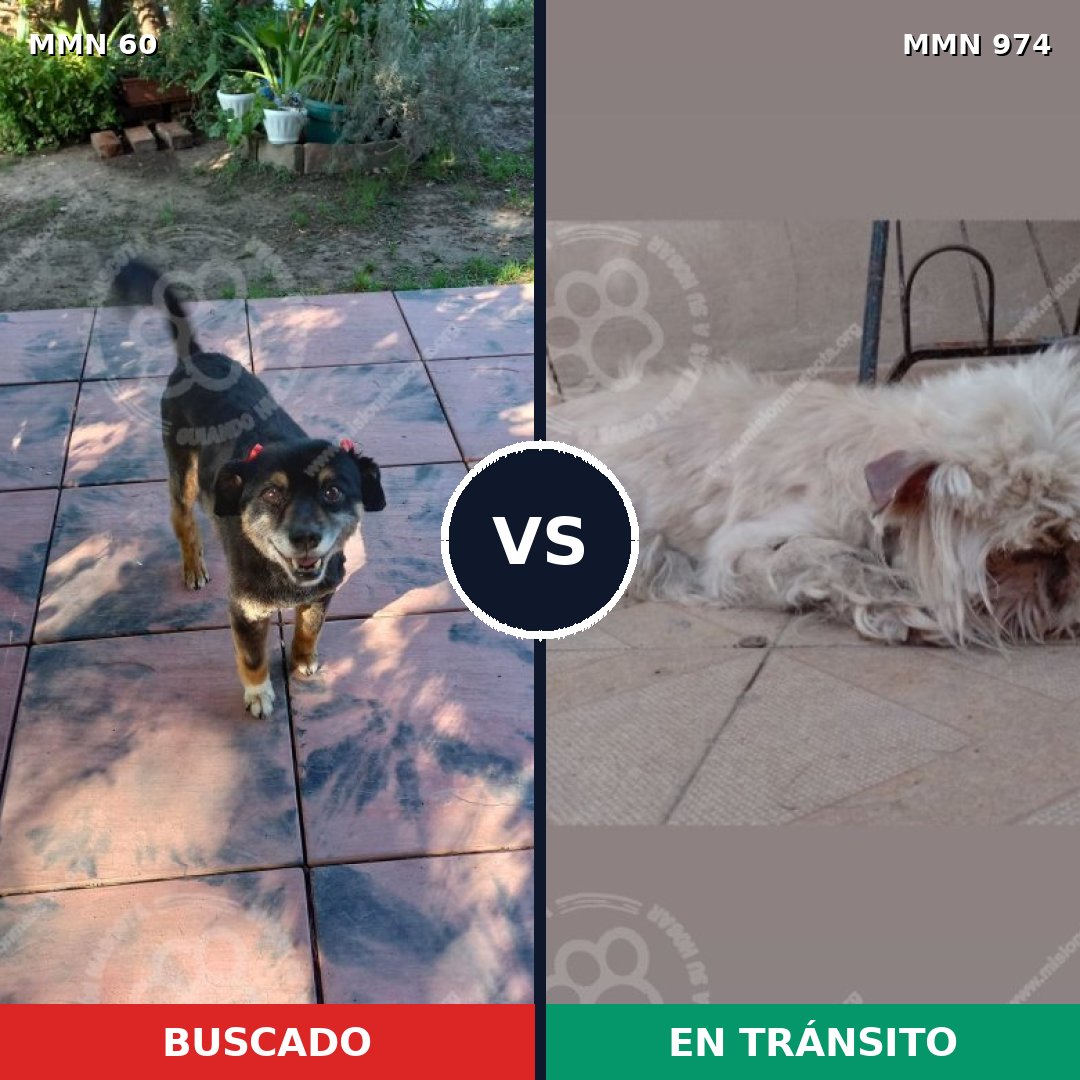 Comparativa MMS 15379: mascota perdida y mascota encontrada, 47% de similitud