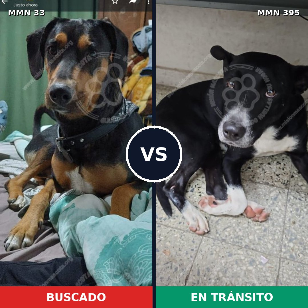 Comparativa MMS 1538: mascota perdida y mascota encontrada, 73% de similitud