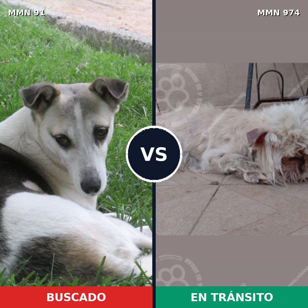 Comparativa MMS 15383: mascota perdida y mascota encontrada, 48% de similitud