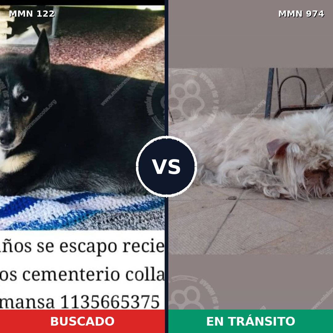 Comparativa MMS 15385: mascota perdida y mascota encontrada, 9% de similitud