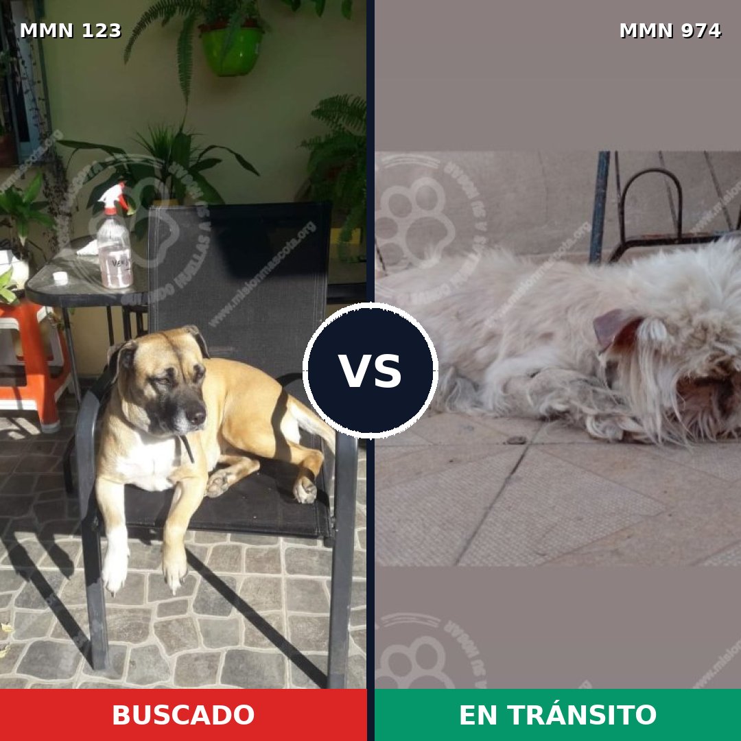 Comparativa MMS 15386: mascota perdida y mascota encontrada, 17% de similitud