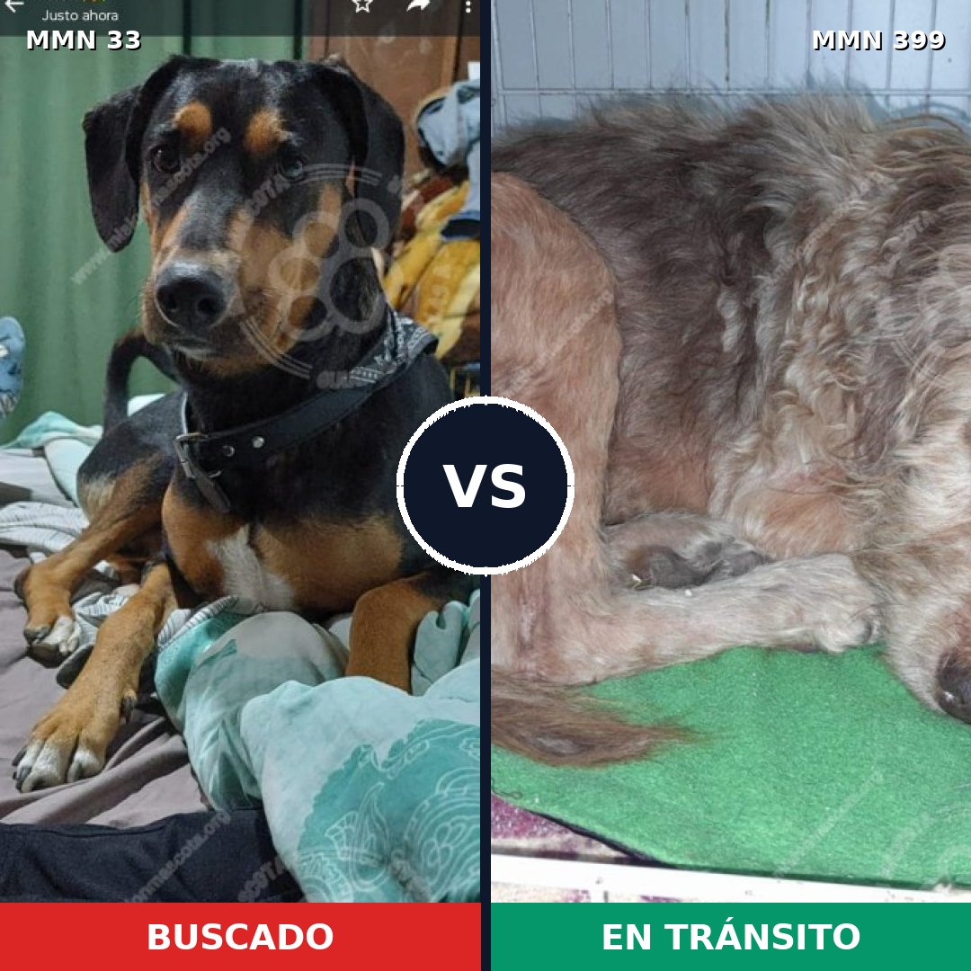 Comparativa MMS 1539: mascota perdida y mascota encontrada, 62% de similitud