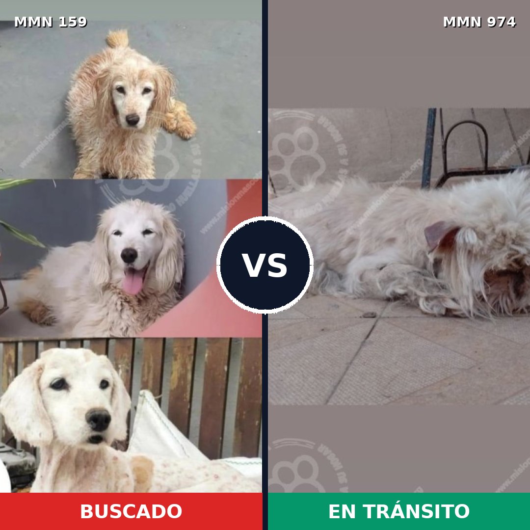 Comparativa MMS 15391: mascota perdida y mascota encontrada, 12% de similitud