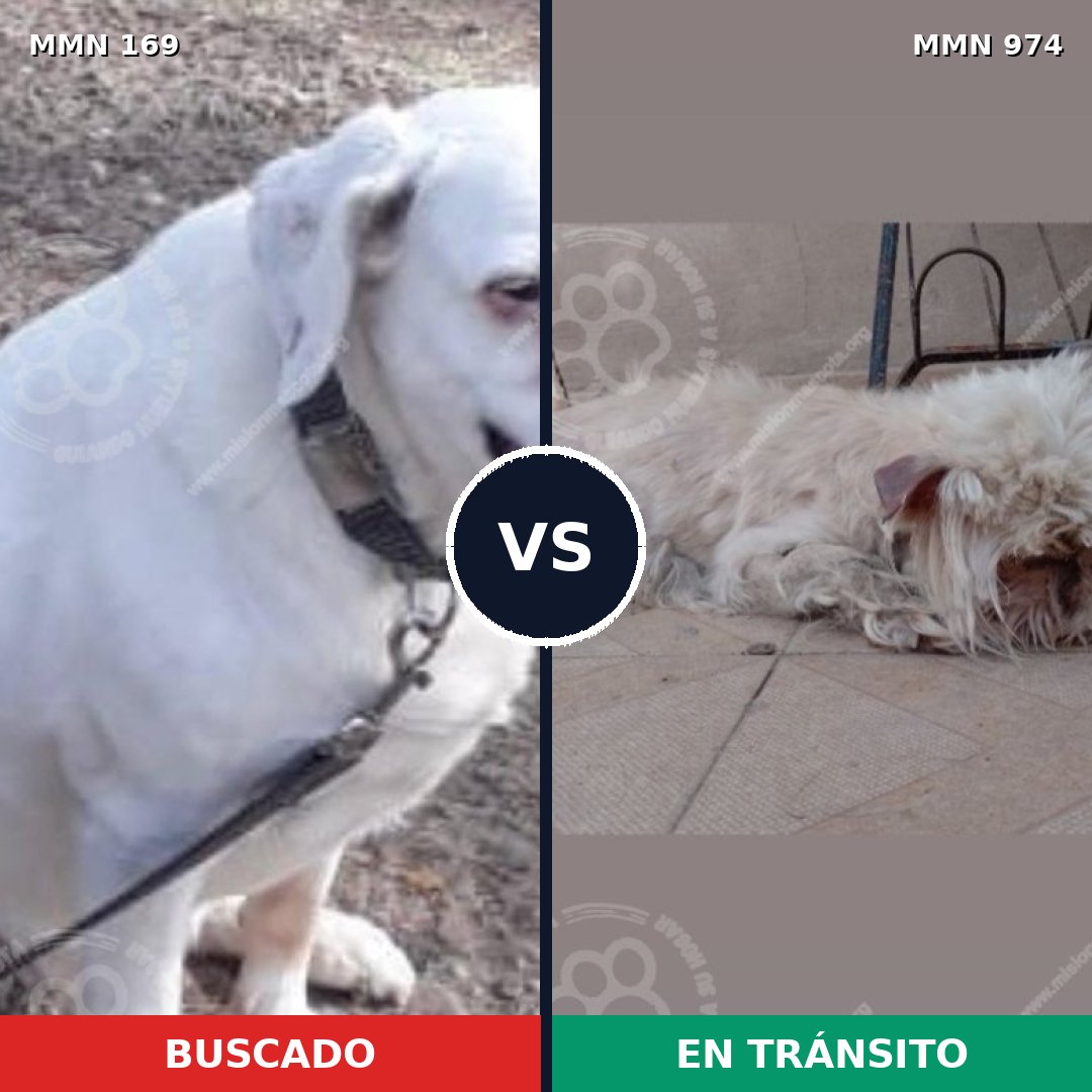 Comparativa MMS 15392: mascota perdida y mascota encontrada, 18% de similitud