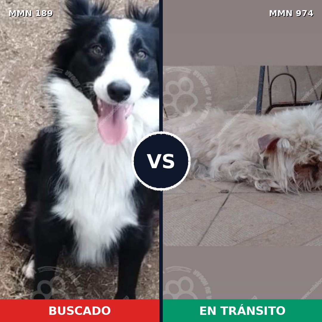 Comparativa MMS 15395: mascota perdida y mascota encontrada, 20% de similitud