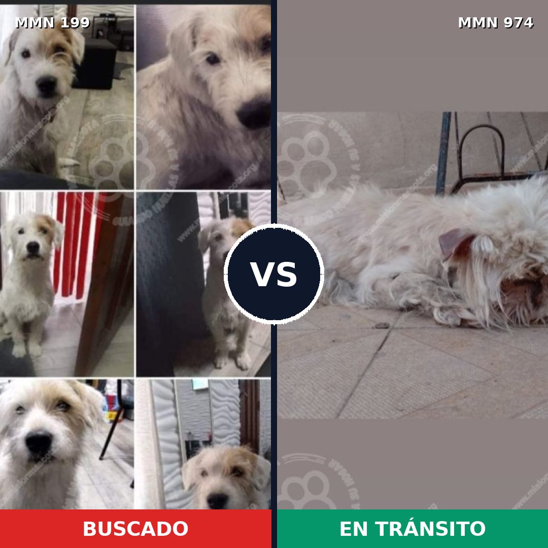 Comparativa MMS 15397: mascota perdida y mascota encontrada, 20% de similitud