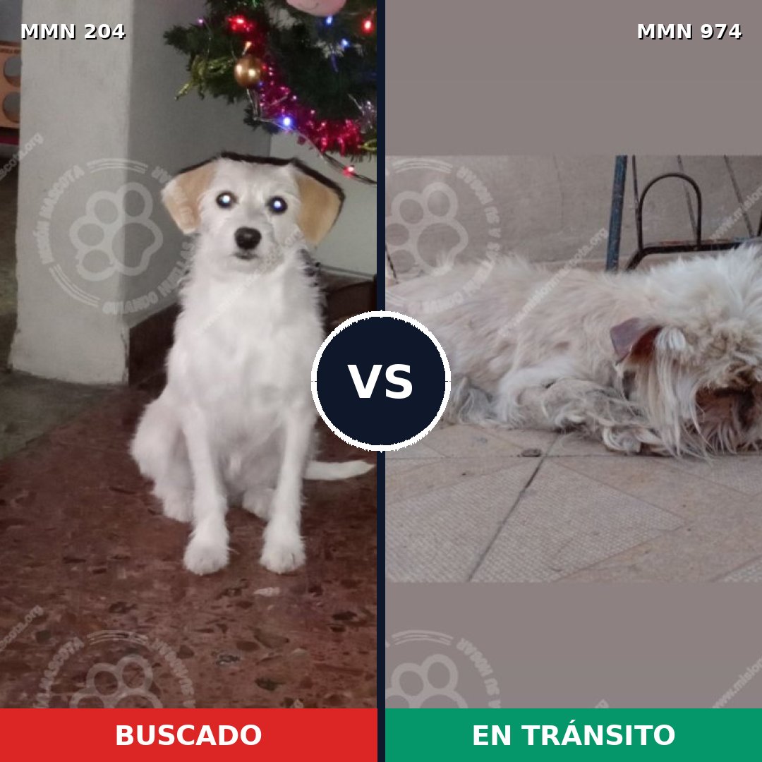 Comparativa MMS 15398: mascota perdida y mascota encontrada, 20% de similitud