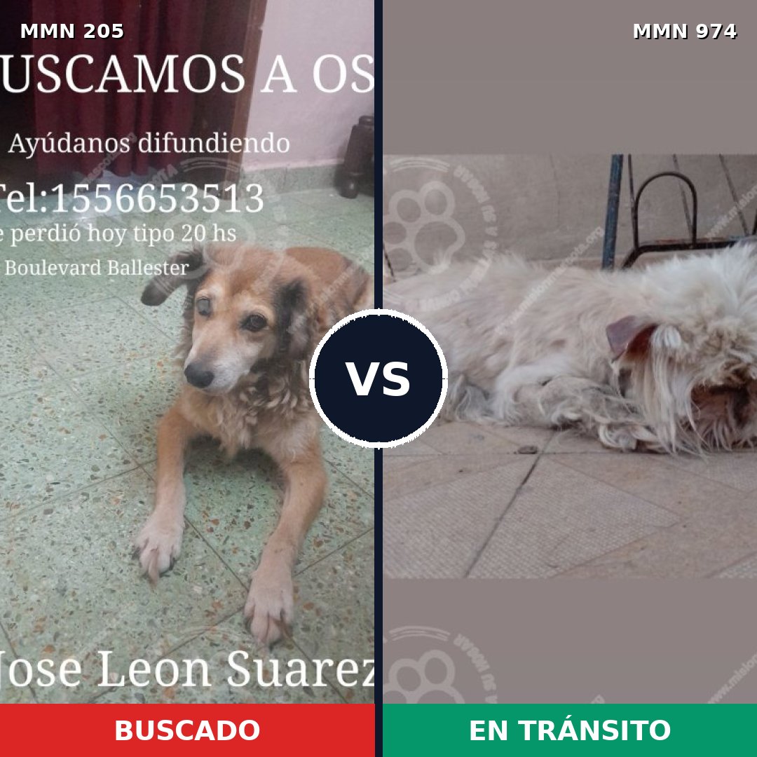 Comparativa MMS 15399: mascota perdida y mascota encontrada, 12% de similitud