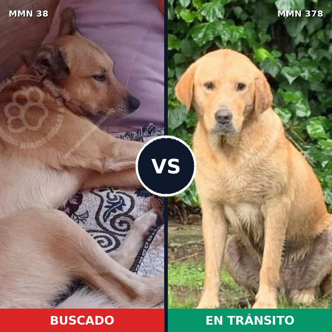 Comparativa MMS 154: mascota perdida y mascota encontrada, 35% de similitud