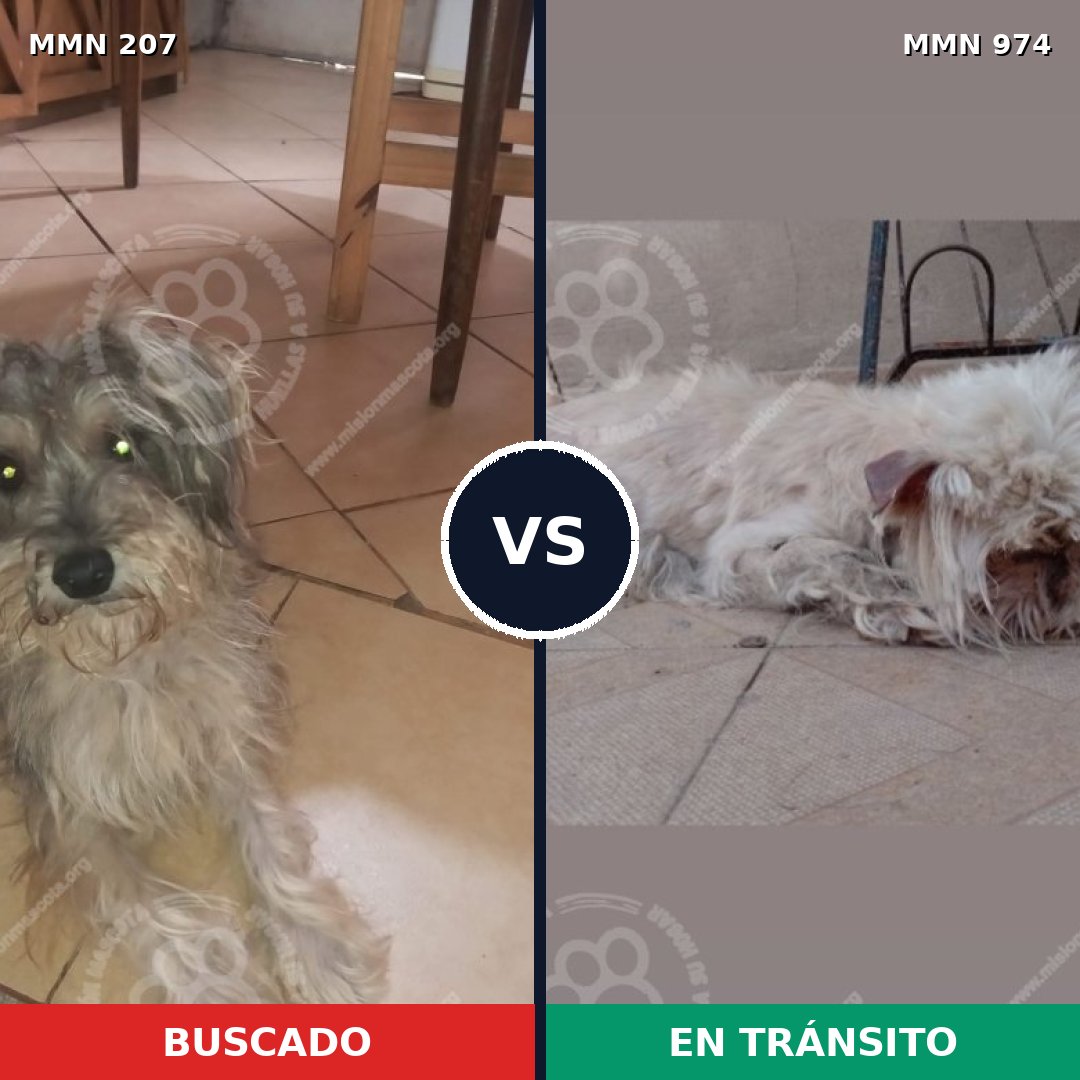 Comparativa MMS 15400: mascota perdida y mascota encontrada, 12% de similitud