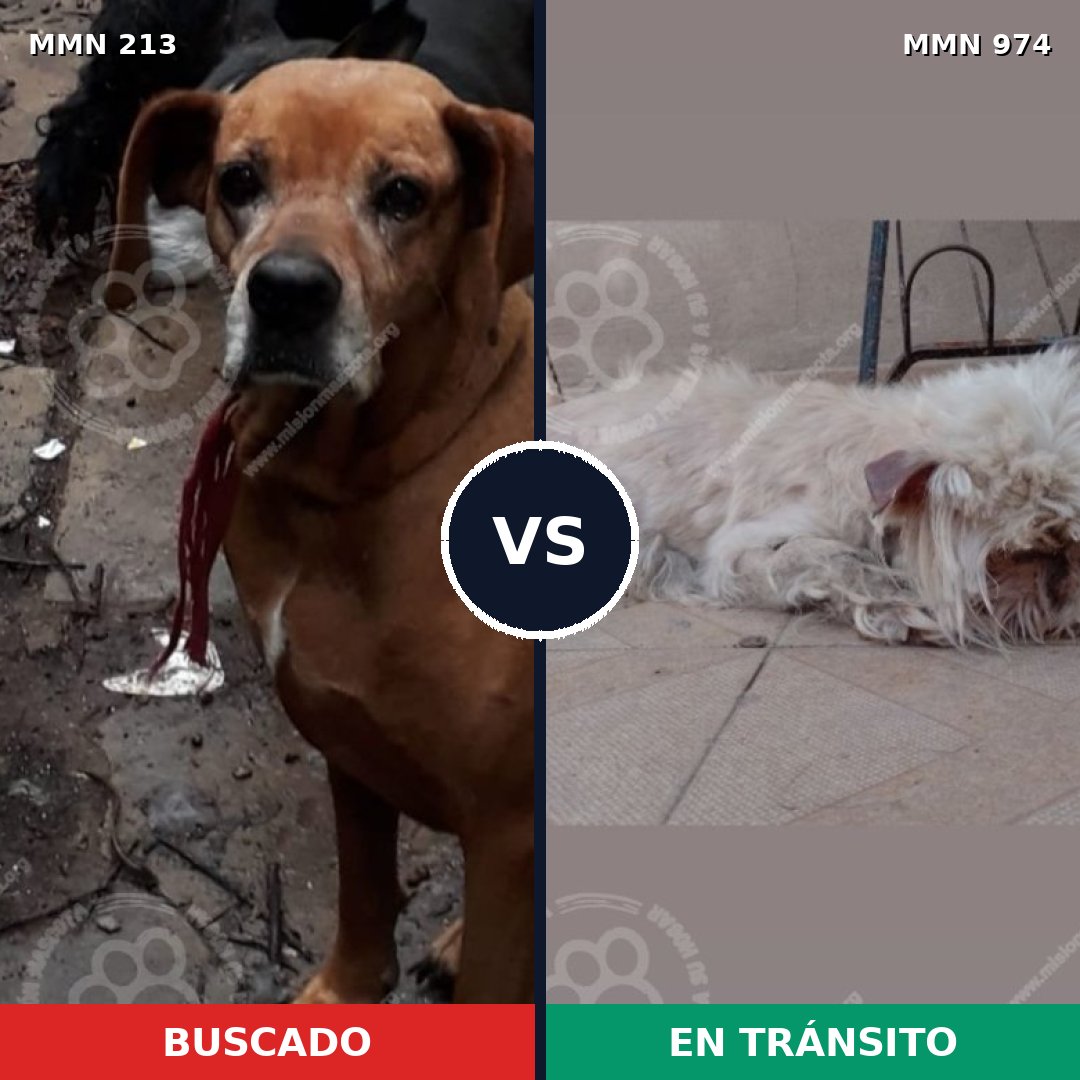 Comparativa MMS 15401: mascota perdida y mascota encontrada, 18% de similitud