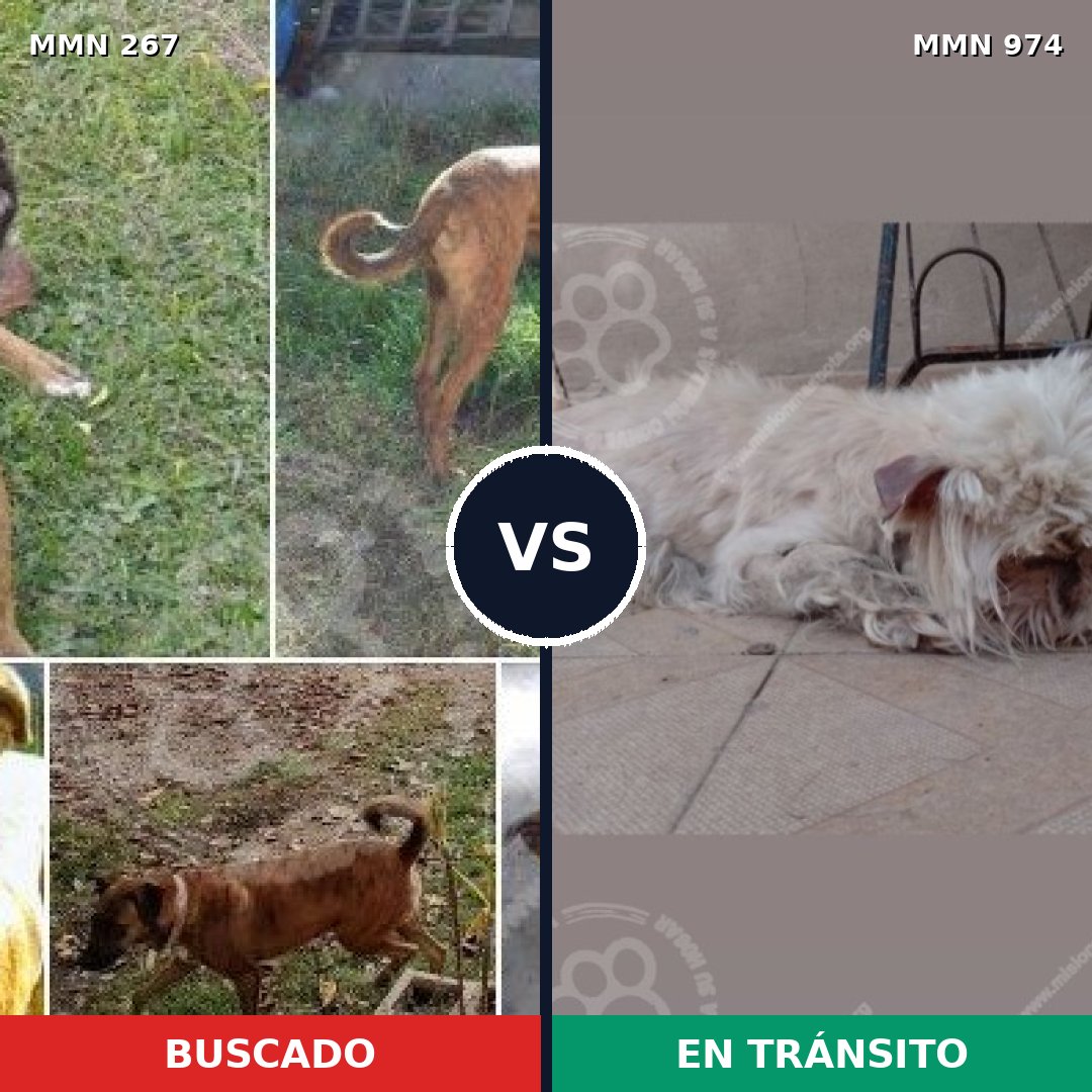 Comparativa MMS 15409: mascota perdida y mascota encontrada, 17% de similitud