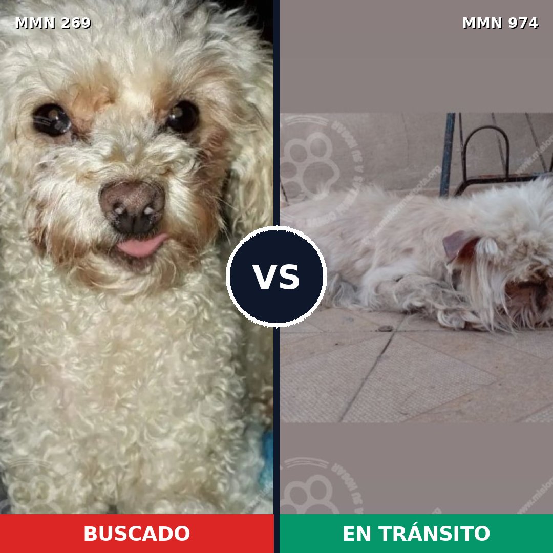 Comparativa MMS 15410: mascota perdida y mascota encontrada, 49% de similitud