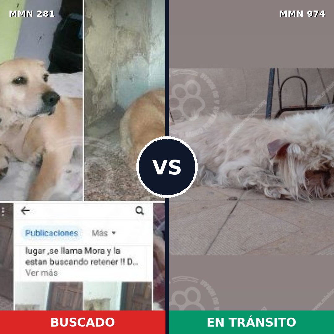 Comparativa MMS 15412: mascota perdida y mascota encontrada, 16% de similitud