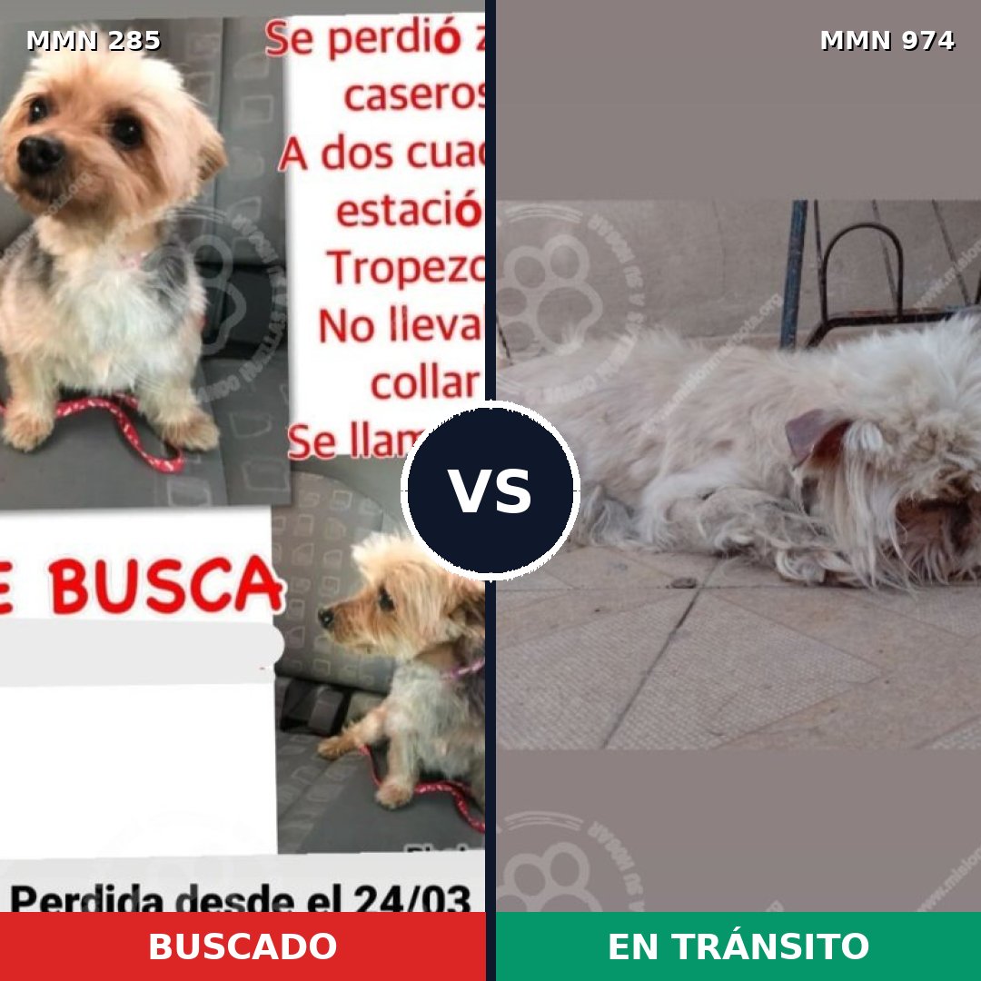Comparativa MMS 15413: mascota perdida y mascota encontrada, 39% de similitud