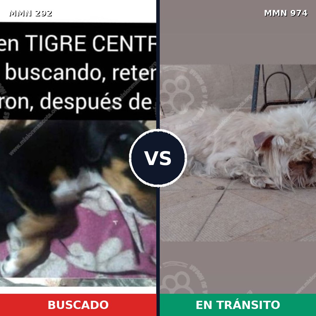 Comparativa MMS 15416: mascota perdida y mascota encontrada, 17% de similitud