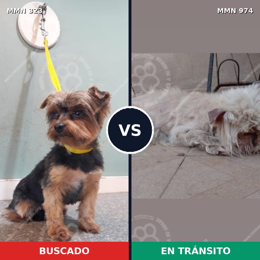 Comparativa MMS 15420: mascota perdida y mascota encontrada, 29% de similitud