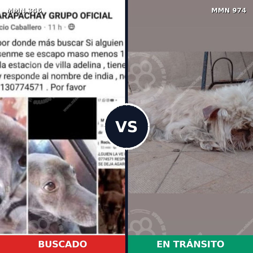 Comparativa MMS 15425: mascota perdida y mascota encontrada, 14% de similitud