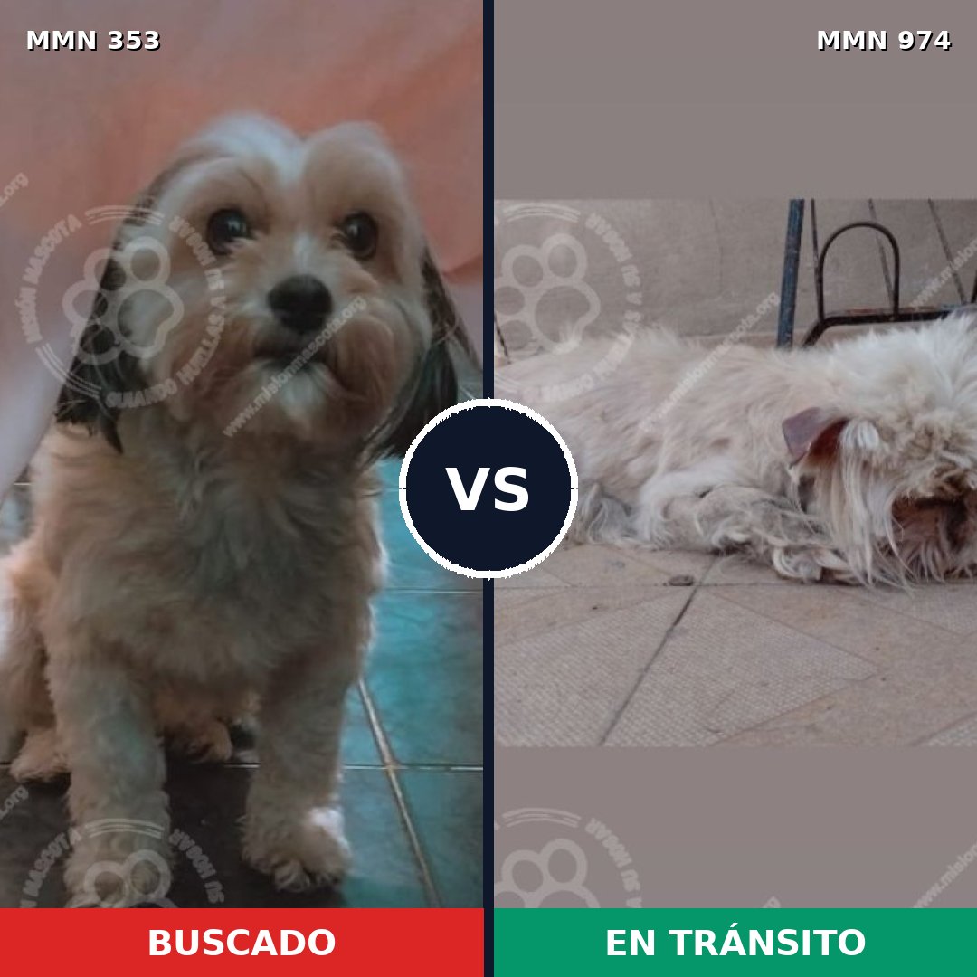 Comparativa MMS 15427: mascota perdida y mascota encontrada, 26% de similitud