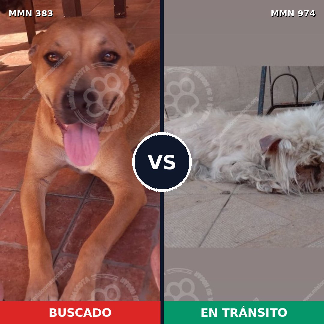 Comparativa MMS 15429: mascota perdida y mascota encontrada, 47% de similitud