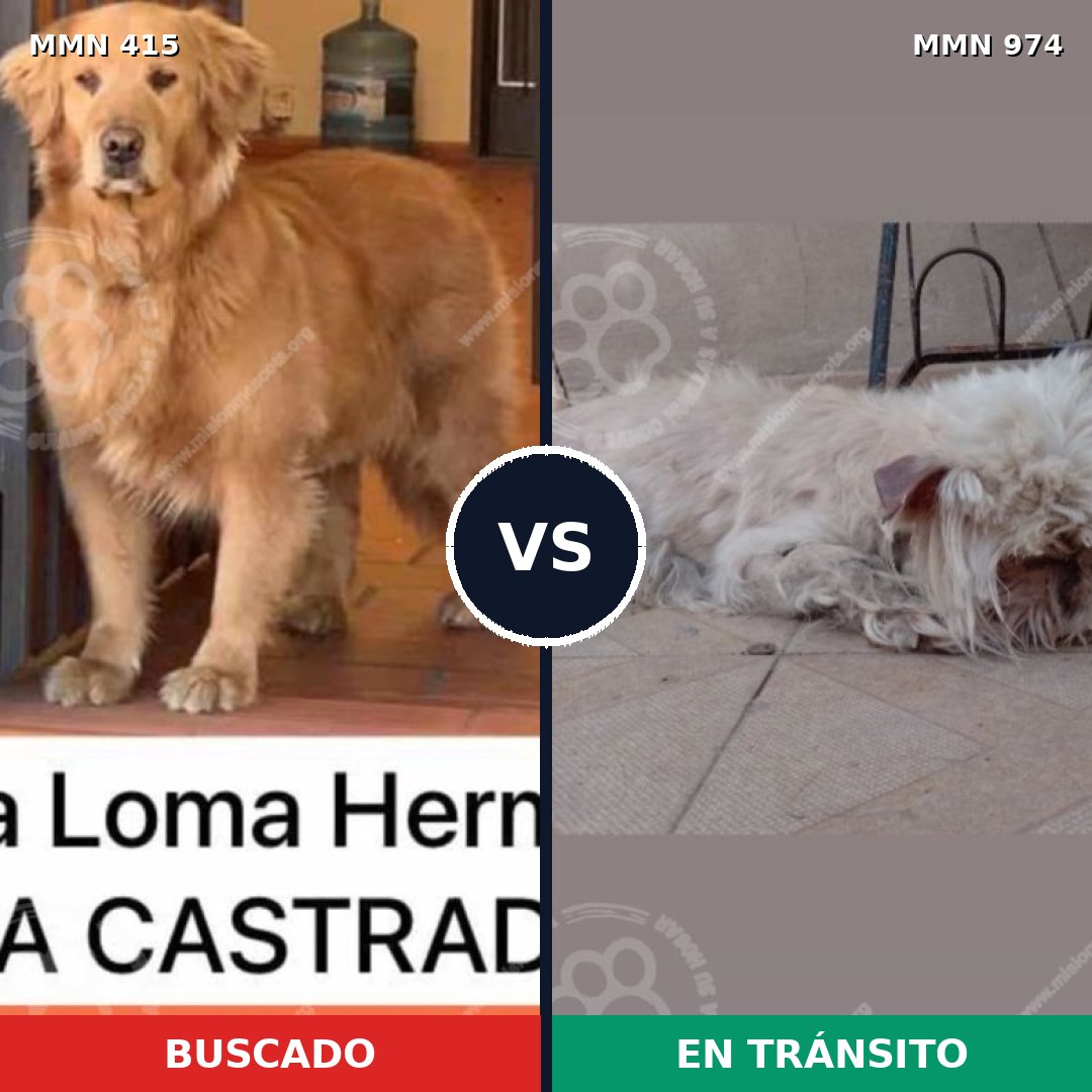 Comparativa MMS 15432: mascota perdida y mascota encontrada, 17% de similitud