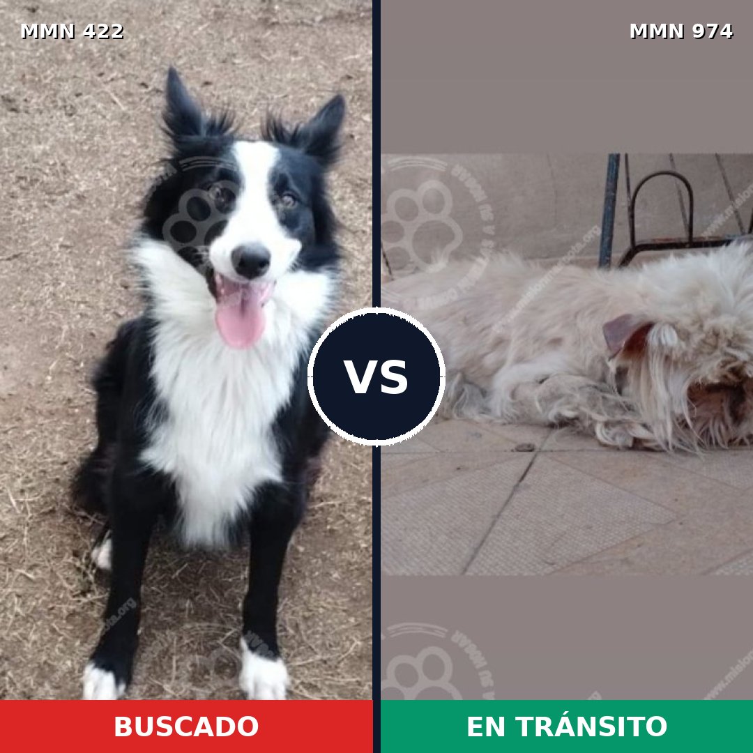 Comparativa MMS 15433: mascota perdida y mascota encontrada, 35% de similitud