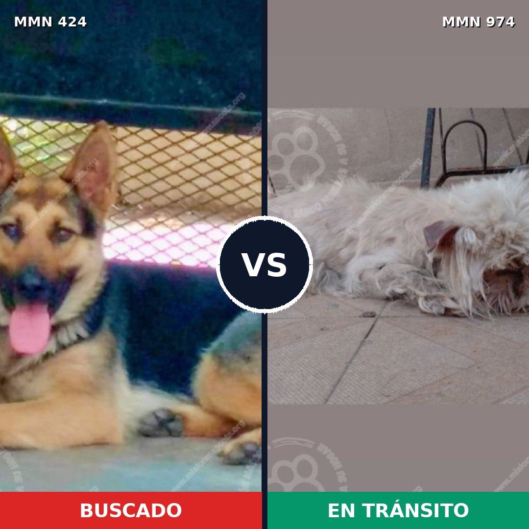 Comparativa MMS 15434: mascota perdida y mascota encontrada, 17% de similitud