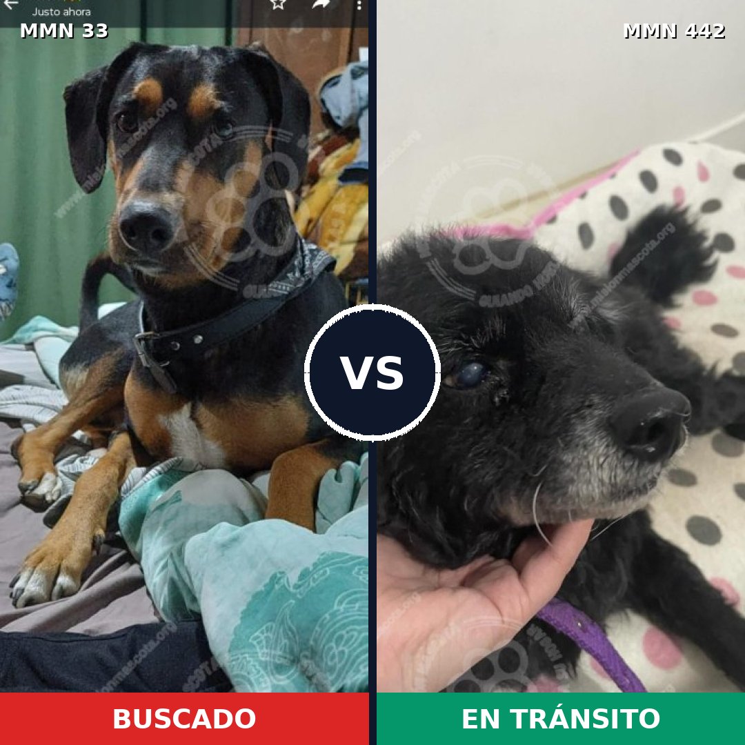Comparativa MMS 1544: mascota perdida y mascota encontrada, 67% de similitud