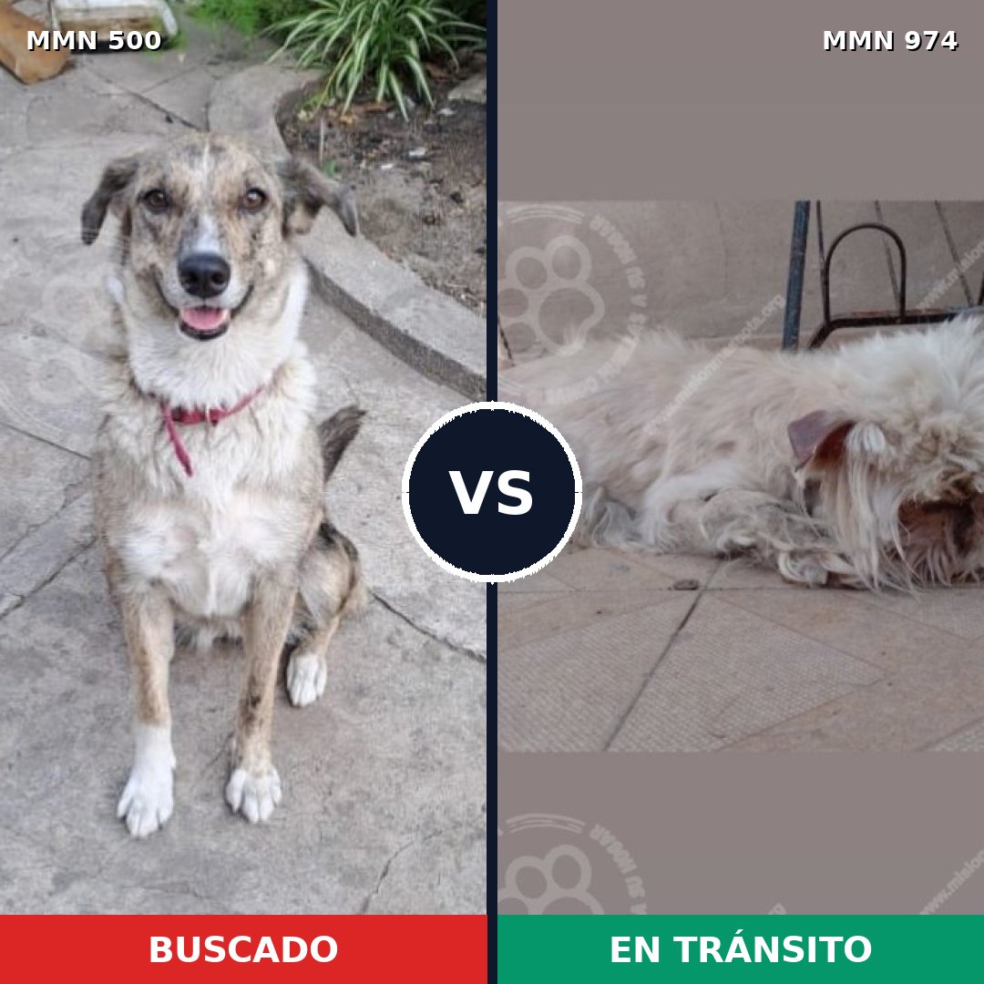 Comparativa MMS 15442: mascota perdida y mascota encontrada, 17% de similitud