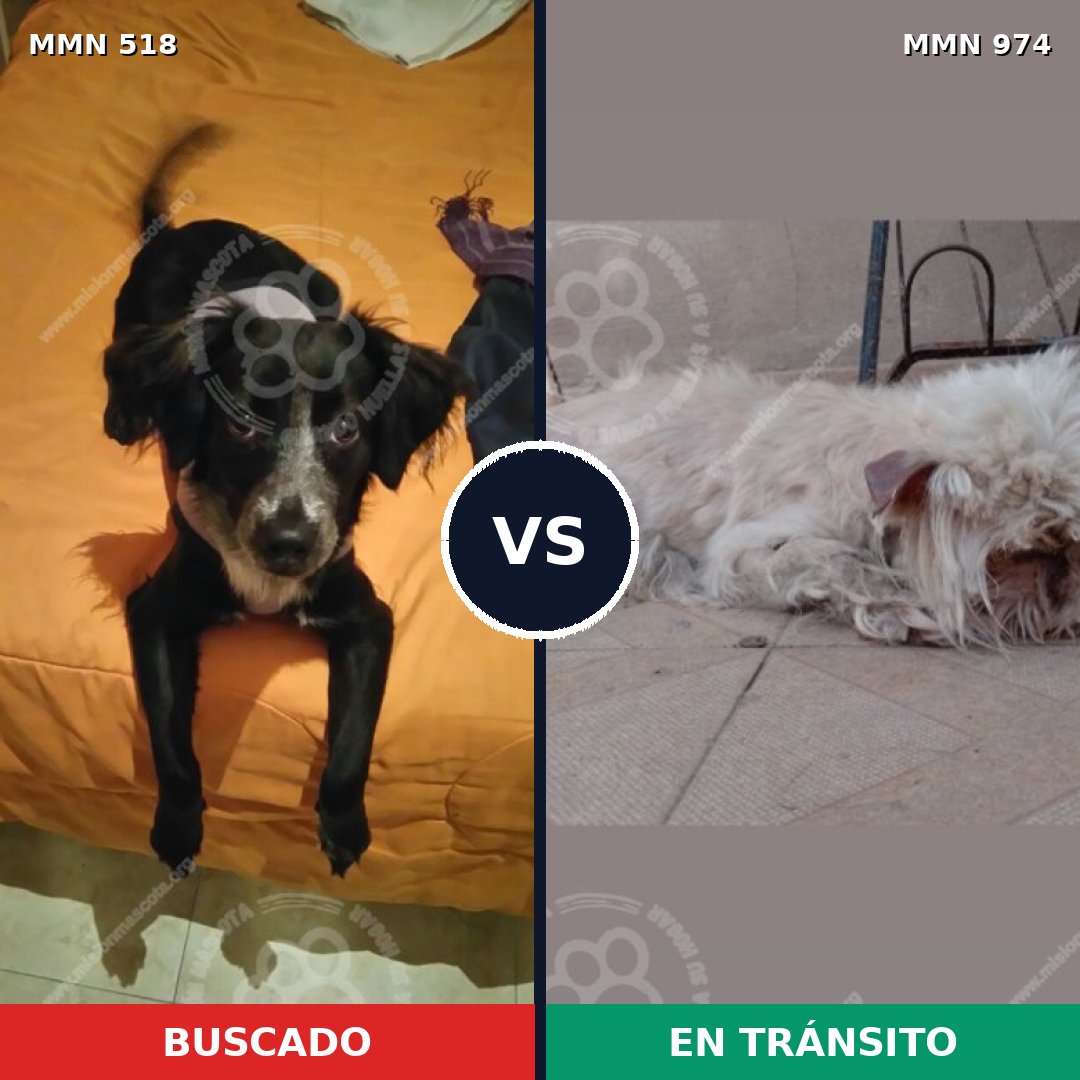 Comparativa MMS 15444: mascota perdida y mascota encontrada, 47% de similitud