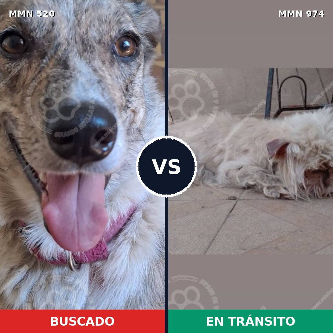 Comparativa MMS 15445: mascota perdida y mascota encontrada, 40% de similitud