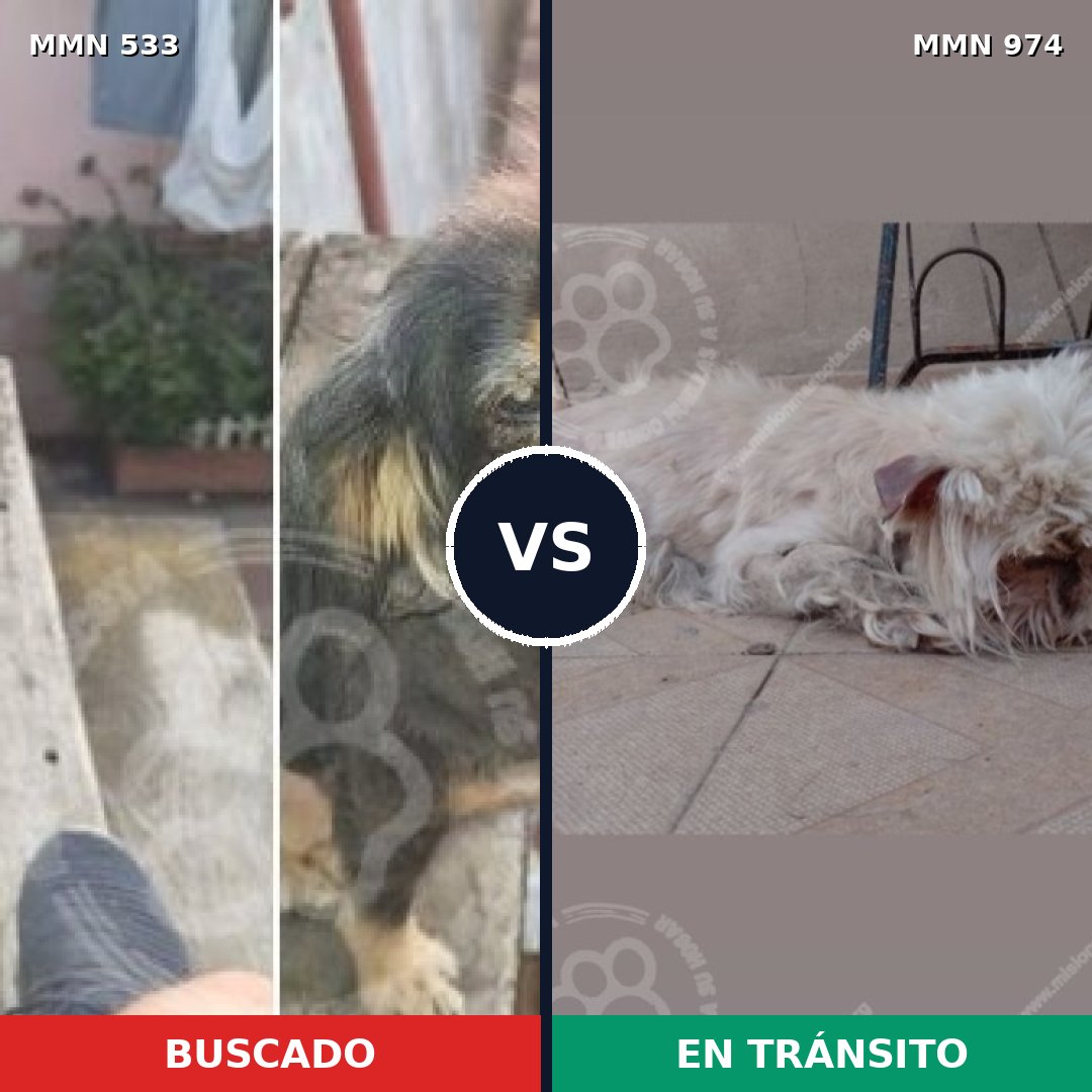 Comparativa MMS 15446: mascota perdida y mascota encontrada, 17% de similitud