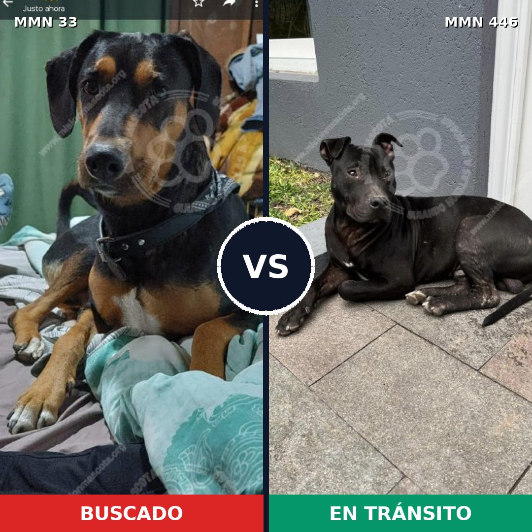 Comparativa MMS 1545: mascota perdida y mascota encontrada, 74% de similitud