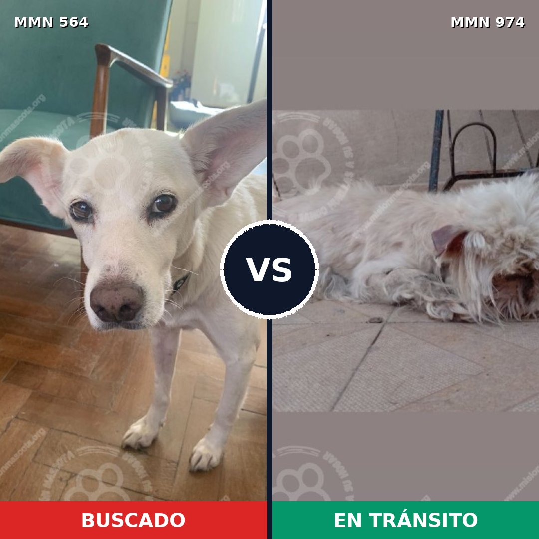 Comparativa MMS 15450: mascota perdida y mascota encontrada, 30% de similitud