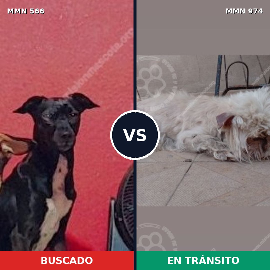 Comparativa MMS 15451: mascota perdida y mascota encontrada, 50% de similitud
