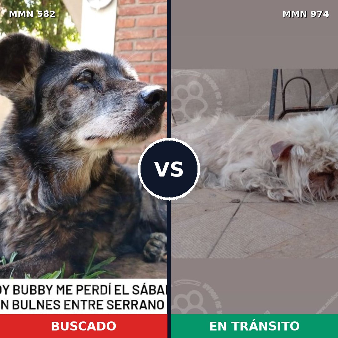 Comparativa MMS 15453: mascota perdida y mascota encontrada, 17% de similitud