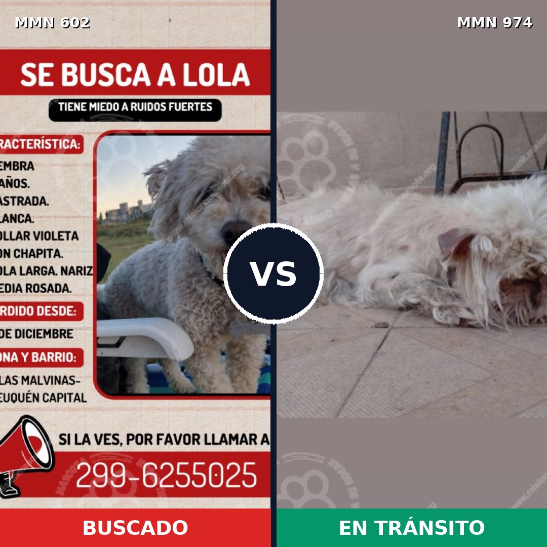 Comparativa MMS 15455: mascota perdida y mascota encontrada, 62% de similitud