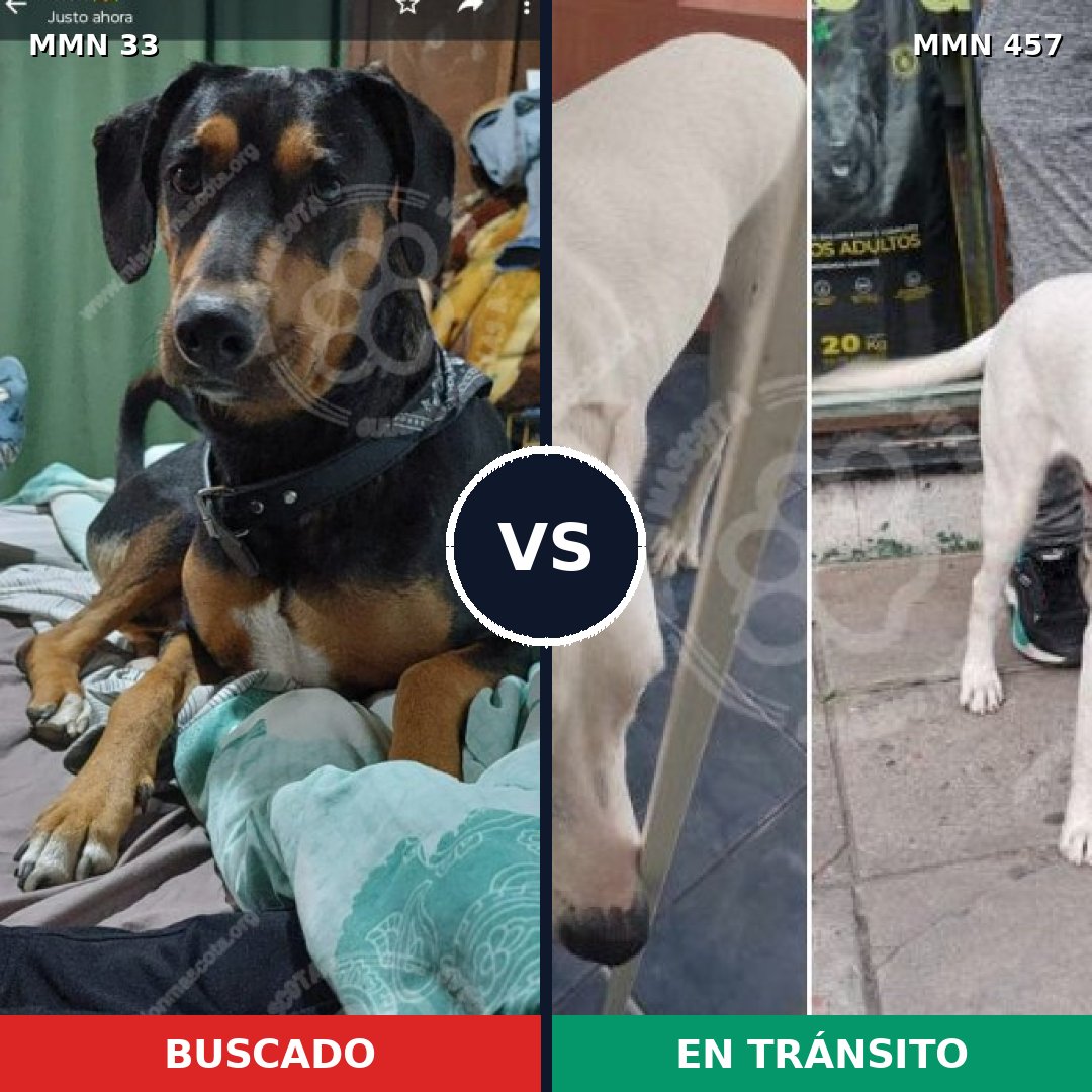 Comparativa MMS 1546: mascota perdida y mascota encontrada, 67% de similitud