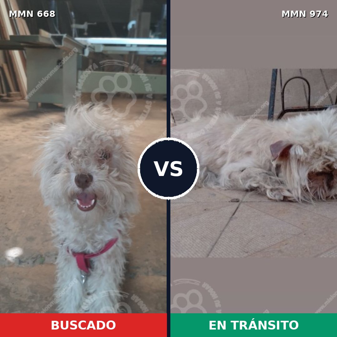 Comparativa MMS 15461: mascota perdida y mascota encontrada, 81% de similitud