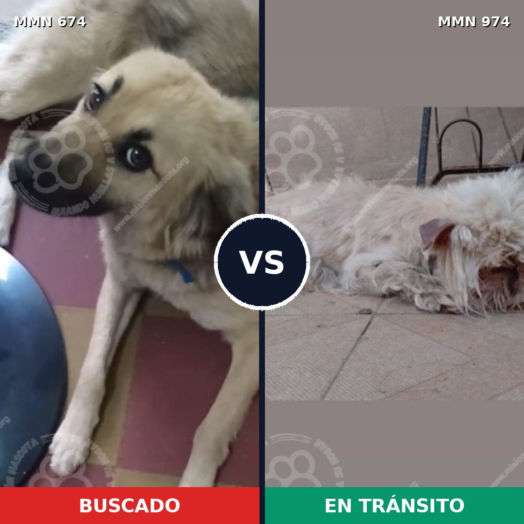 Comparativa MMS 15462: mascota perdida y mascota encontrada, 18% de similitud