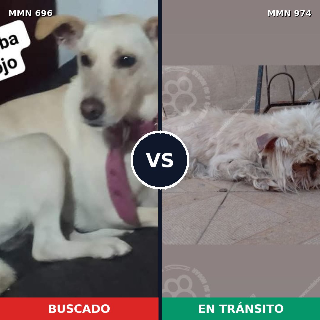 Comparativa MMS 15463: mascota perdida y mascota encontrada, 35% de similitud