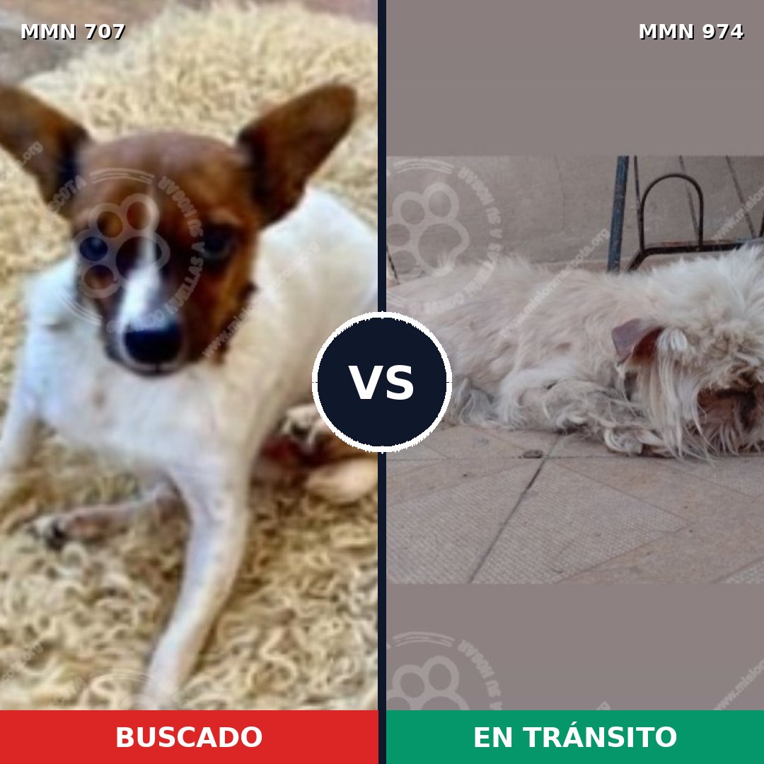 Comparativa MMS 15464: mascota perdida y mascota encontrada, 45% de similitud