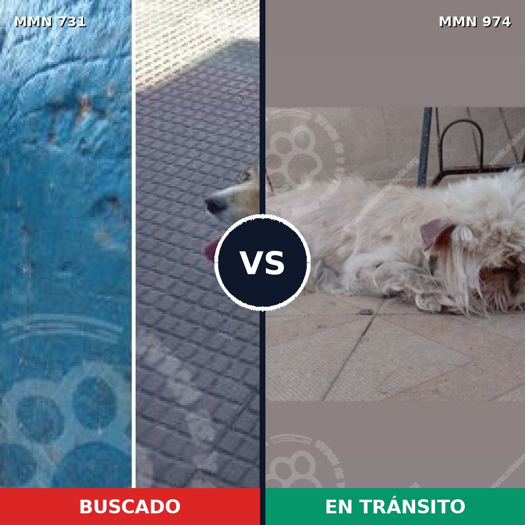 Comparativa MMS 15466: mascota perdida y mascota encontrada, 17% de similitud